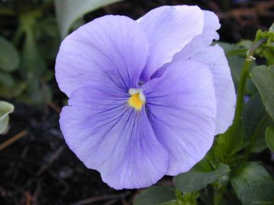 miren esta flor